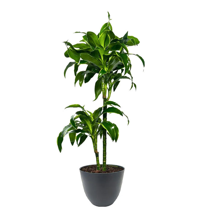 Dracaena Dorado con due tronchi verdi e foglie ampie e lucide, dal margine verde chiaro. La pianta è in un vaso grigio scuro, con forma tondeggiante e superficie liscia.