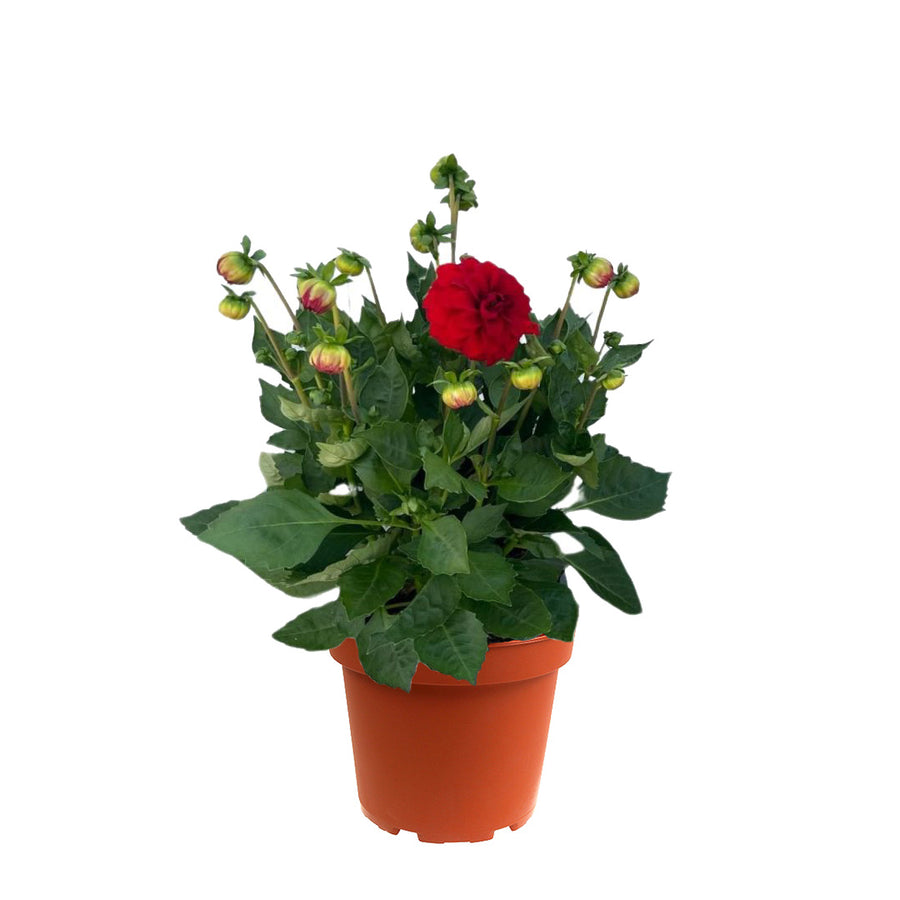Pianta di Dalia con fiore rosso acceso e numerosi boccioli, in vaso marrone Ø17 cm, su sfondo bianco, pronta alla fioritura completa