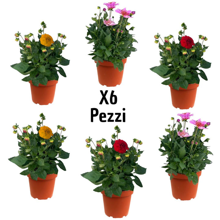 Set 3 e 6 pezzi di Dalia in vaso 17 cm - i Giardini di Giulia  