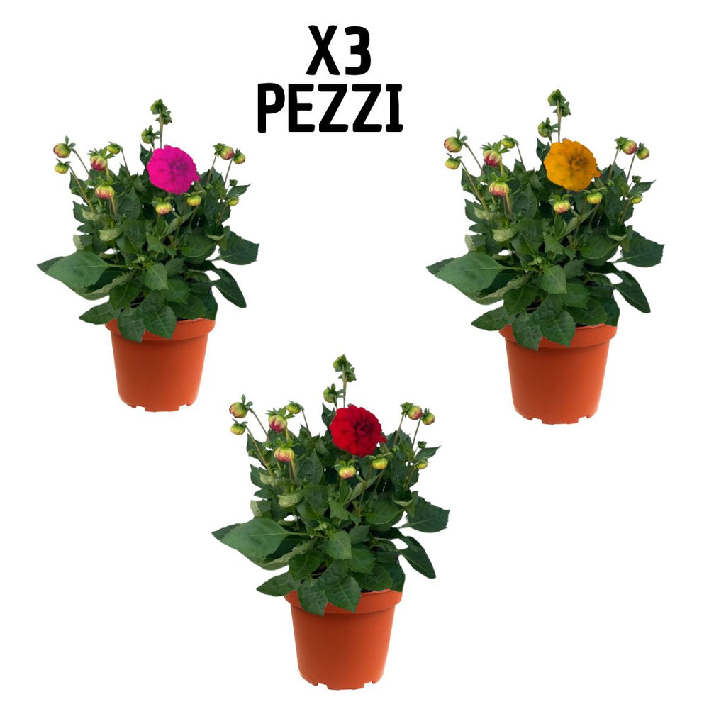 Tris di piante di Dalia in vaso marrone Ø17 cm, con fioriture colorate in rosso, fucsia e giallo, su sfondo bianco, offerta set 3 pezz