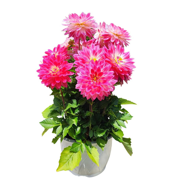 Set 3 e 6 pezzi di Dalia in vaso 17 cm - i Giardini di Giulia  