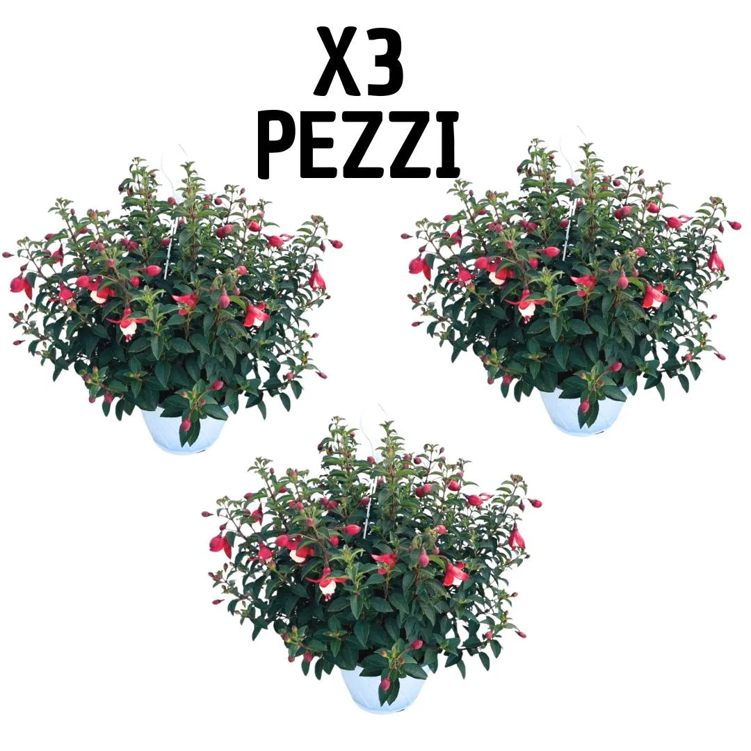 Set 3 piante di Fucsia in basket bianco Ø17 cm, con fiori pendenti bicolore rosa e bianco, ideali per terrazzi e balconi fioriti, pianta vera da esterno
