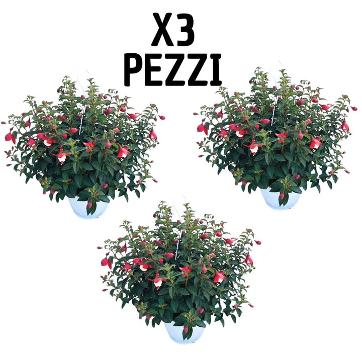 Set 3 piante di Fucsia in basket bianco Ø17 cm, con fiori pendenti bicolore rosa e bianco, ideali per terrazzi e balconi fioriti, pianta vera da esterno