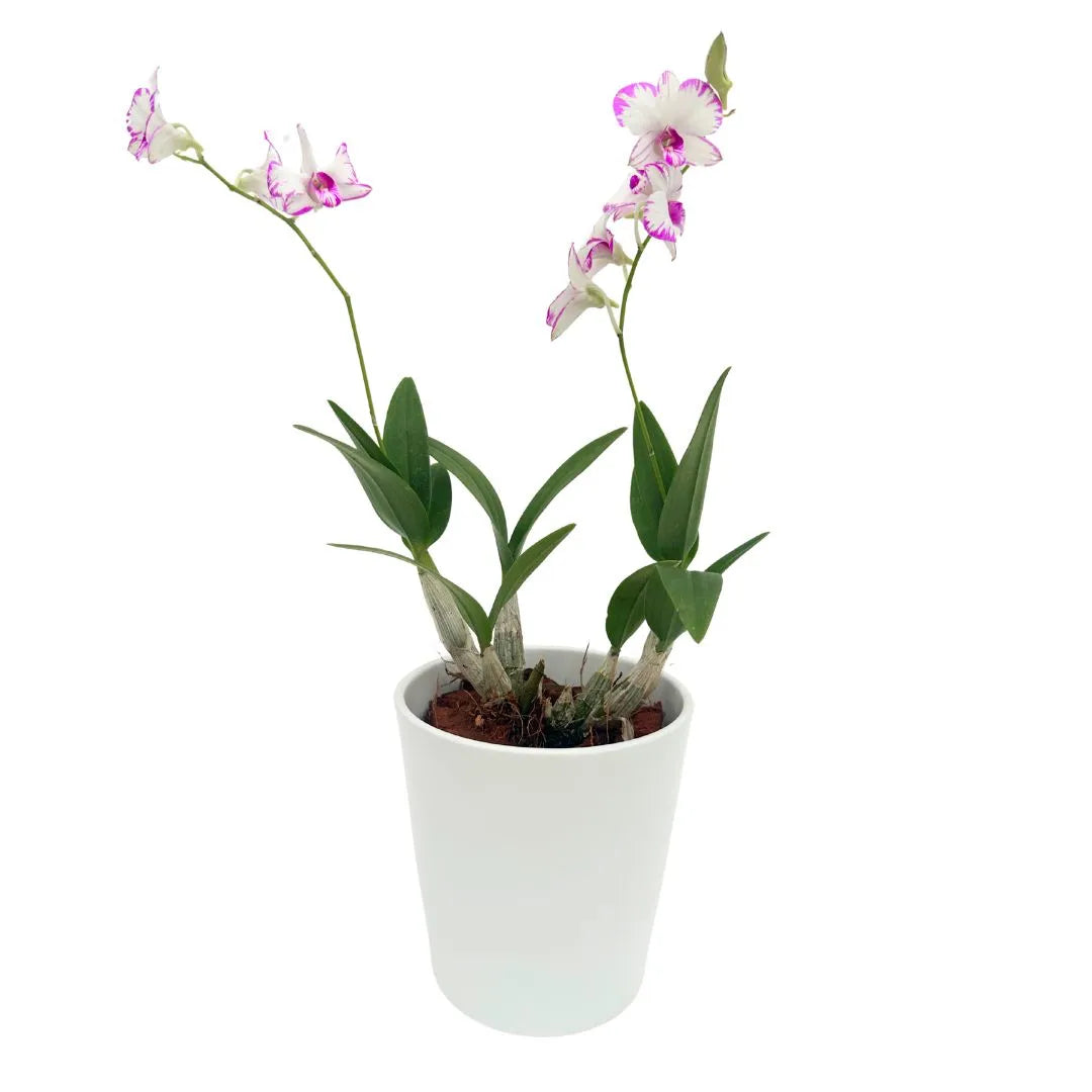 Orchidea Mini Dendrobium Thailandese in Vaso Ceramica Bianco - Autentica - i Giardini di Giulia  