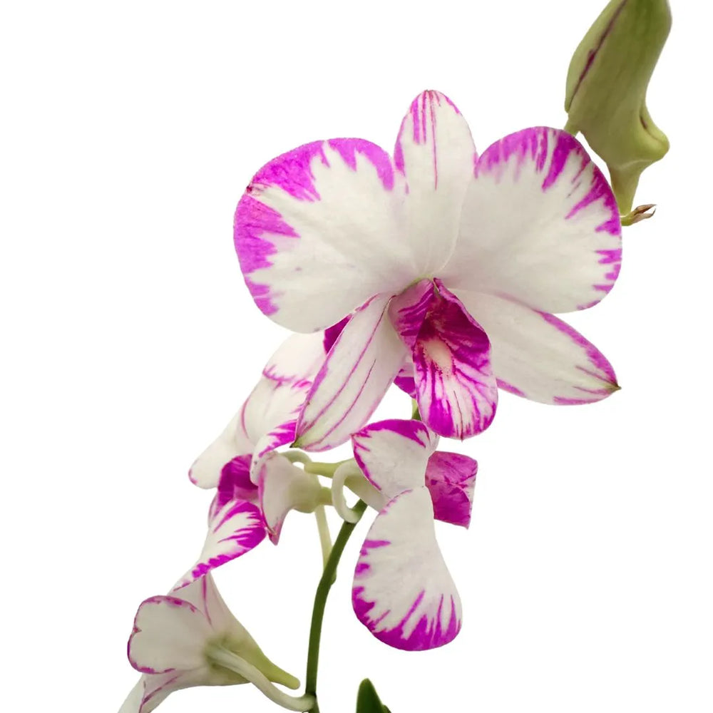 Orchidea Mini Dendrobium Thailandese in Vaso Ceramica Bianco - Autentica - i Giardini di Giulia  