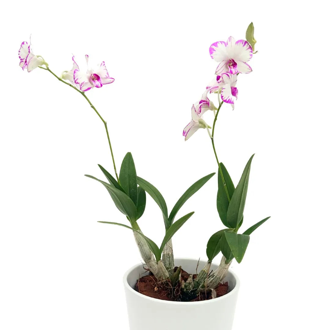 Orchidea Mini Dendrobium Thailandese in Vaso Ceramica Bianco - Autentica - i Giardini di Giulia  