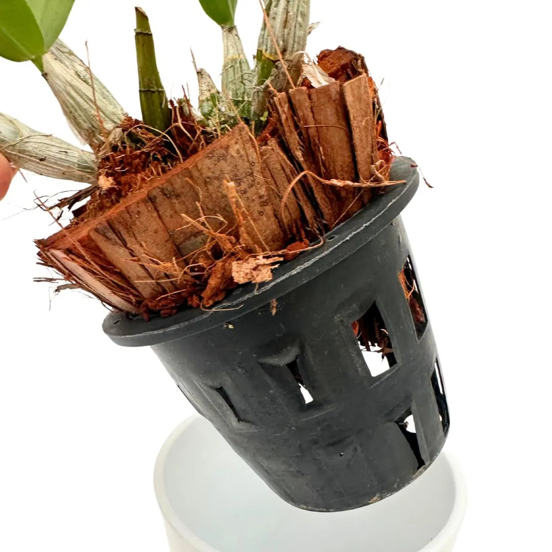 Orchidea Mini Dendrobium Thailandese in Vaso Ceramica Bianco - Autentica - i Giardini di Giulia  