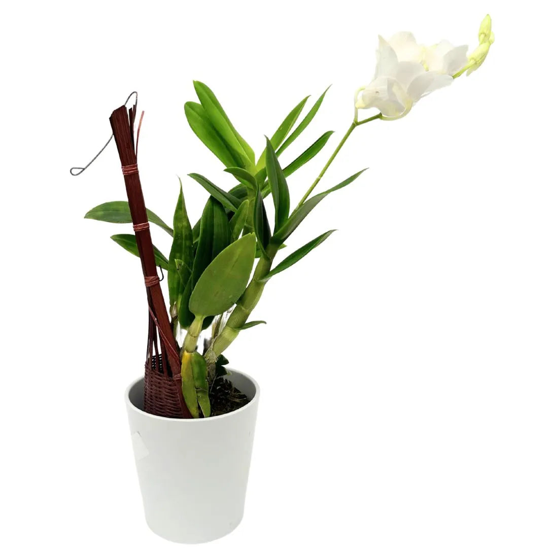 Dendrobium di colore bianco in vaso ceramica e cestino in vimini