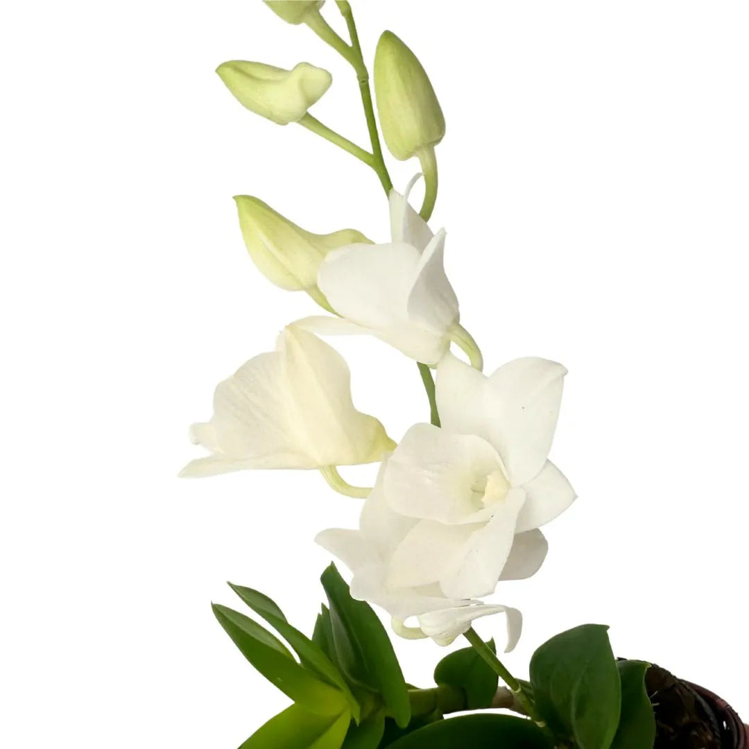 dettaglio fiore di orchidea dendrobium bianco 