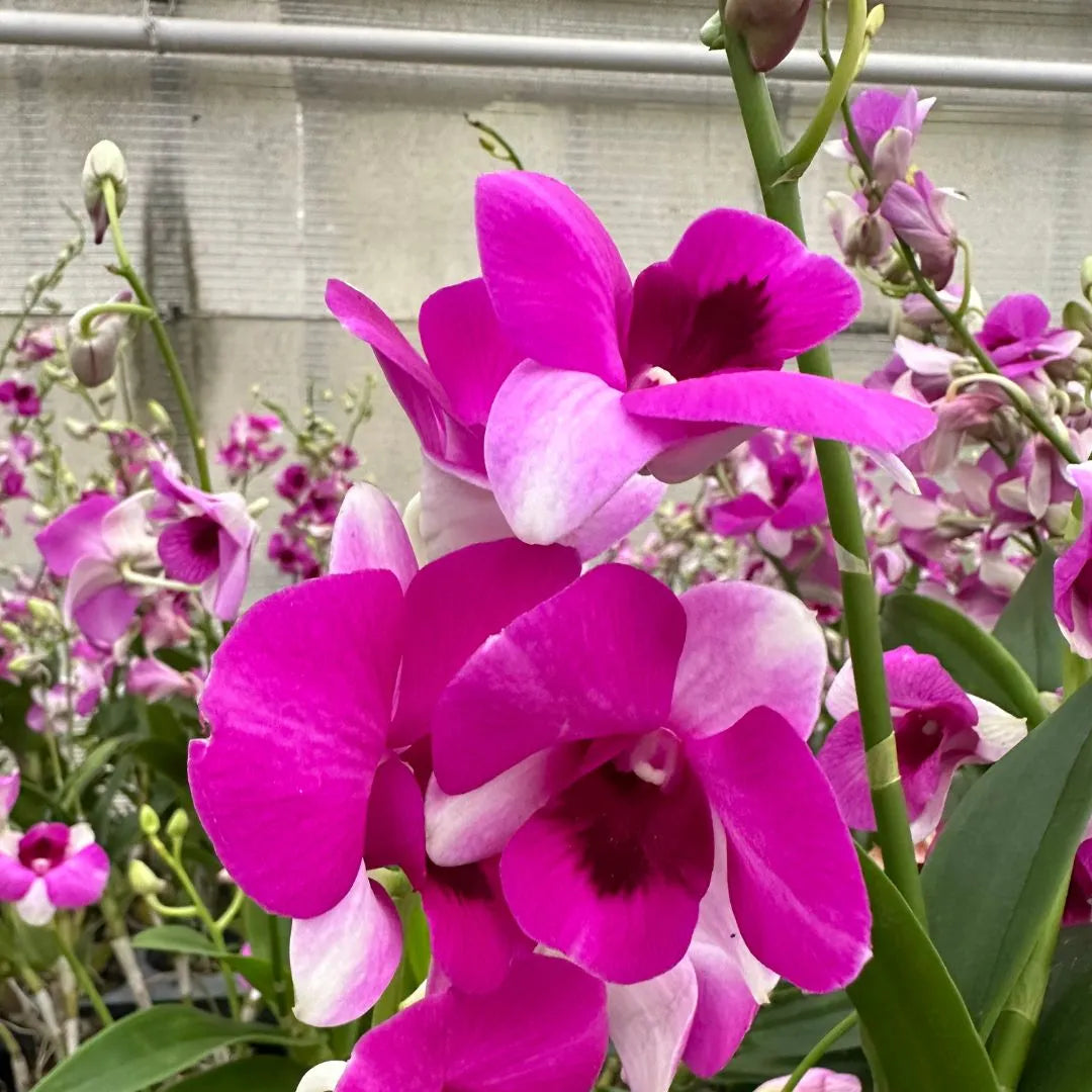 fiori di dendrobium di colore viola