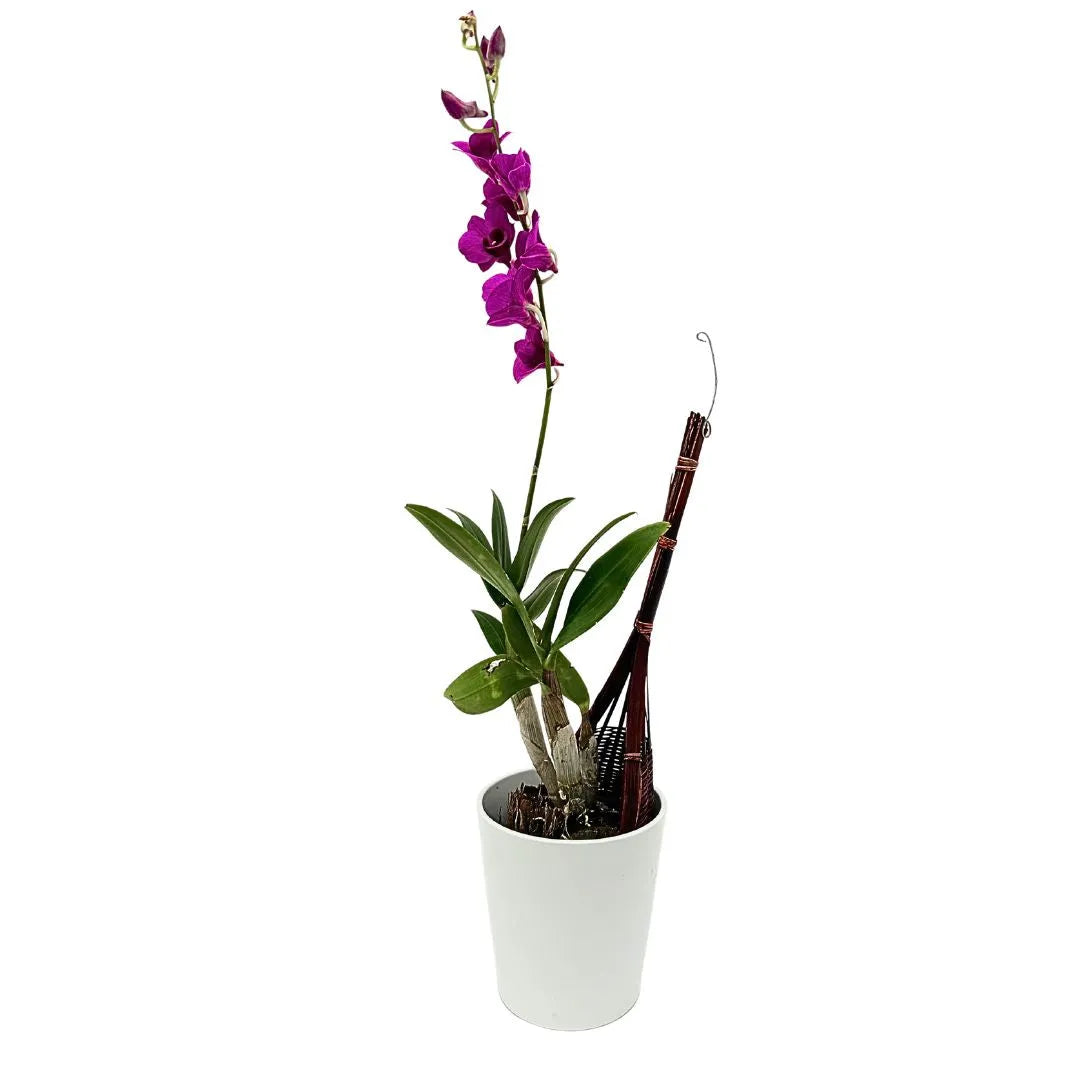 Dendrobium orchidea di colore viola in vaso di ceramica bianco