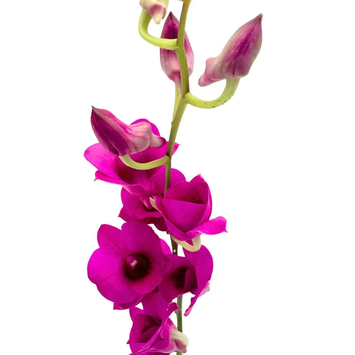 dettagli fiore dendrobium viola con sfumature al cuore più scure 