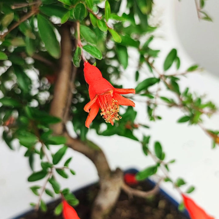 Dettaglio Fiore rosso di bonsai Punica granatum nana, dettaglio floreale su sfondo verde intenso

