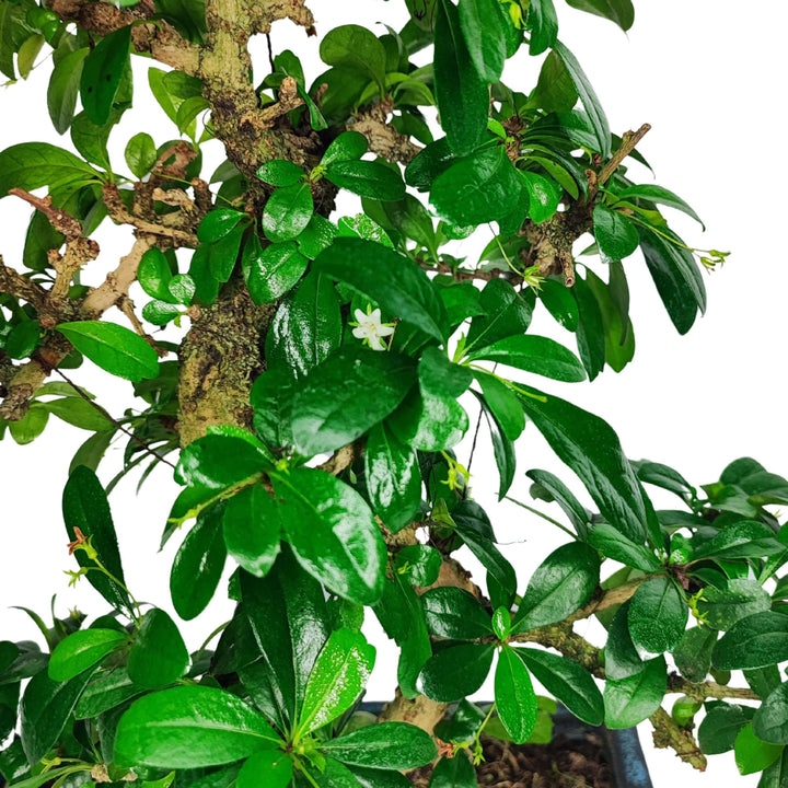 Dettaglio ravvicinato del Bonsai Carmona Microphylla con foglie lucide verde scuro e piccoli fiori bianchi, evidenziando la texture del tronco e la vitalità della pianta ornamentale.