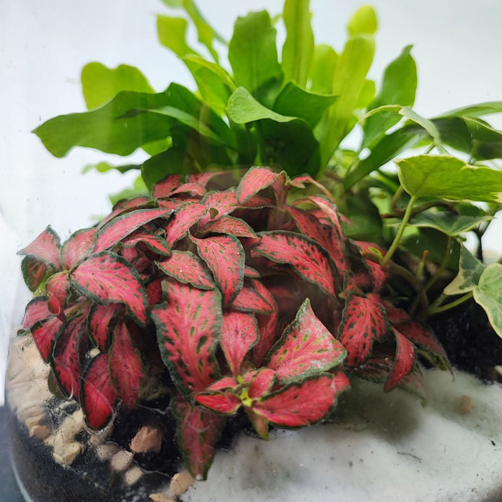 Primo piano di Fittonia rossa in terrarium con piante verdi e fogliame tropicale, decorazione vegetale da interno

