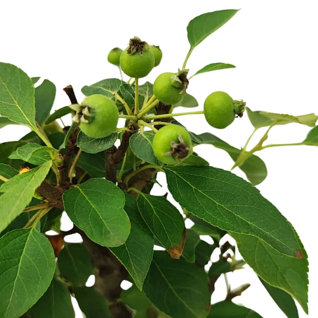 Primo piano di mele verdi non maturi del bonsai Melo, circondati da foglie fresche

