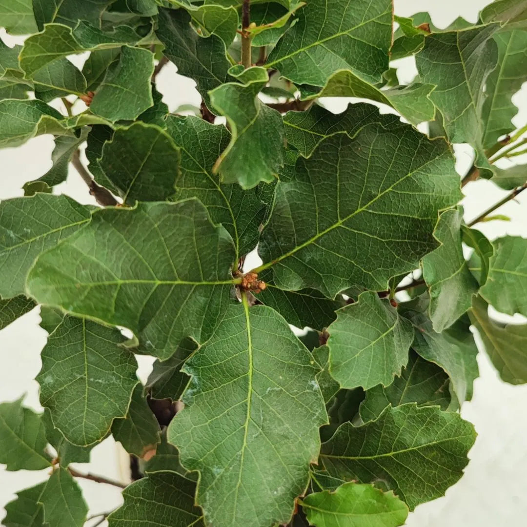 Primo piano delle foglie verdi della quercia faginea in versione bonsai, forma lobata e venature visibili