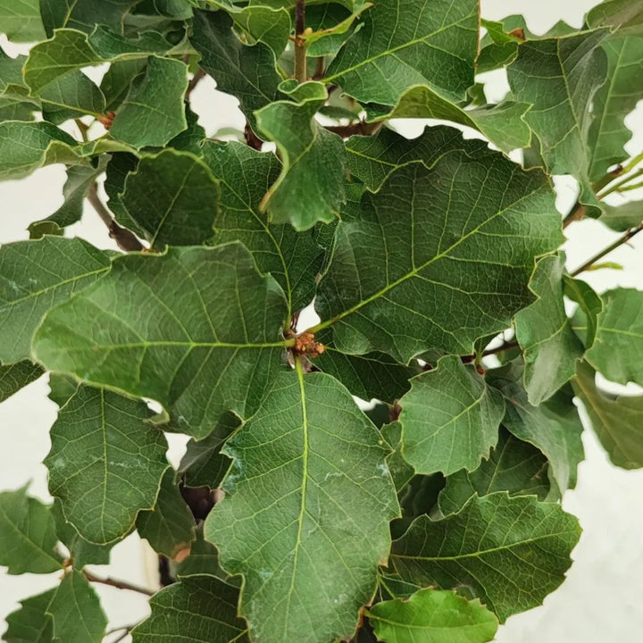 Primo piano delle foglie verdi della quercia faginea in versione bonsai, forma lobata e venature visibili