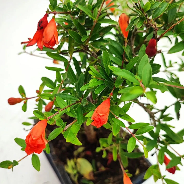 Fiori arancioni del bonsai melograno nana – foglie verdi lucide e boccioli in primo piano