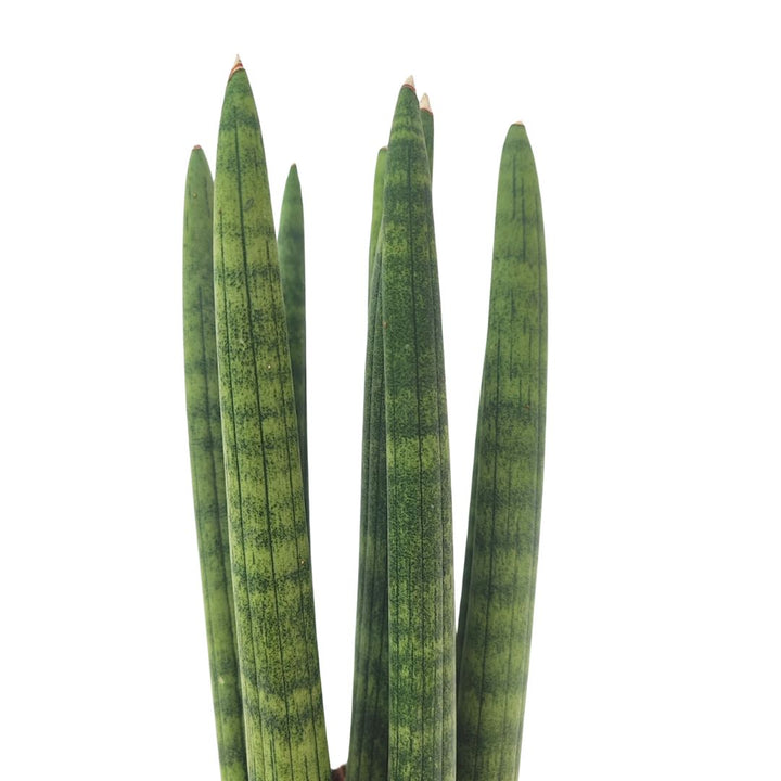 Primo piano delle foglie cilindriche e compatte della Sansevieria cylindrica “Candle”