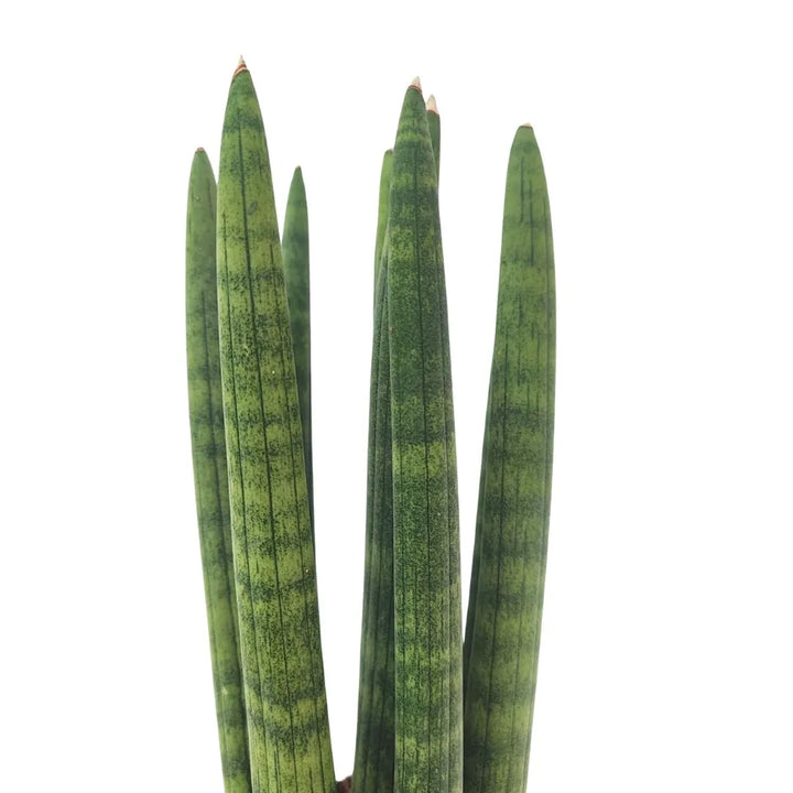 Primo piano delle foglie cilindriche e compatte della Sansevieria cylindrica “Candle”