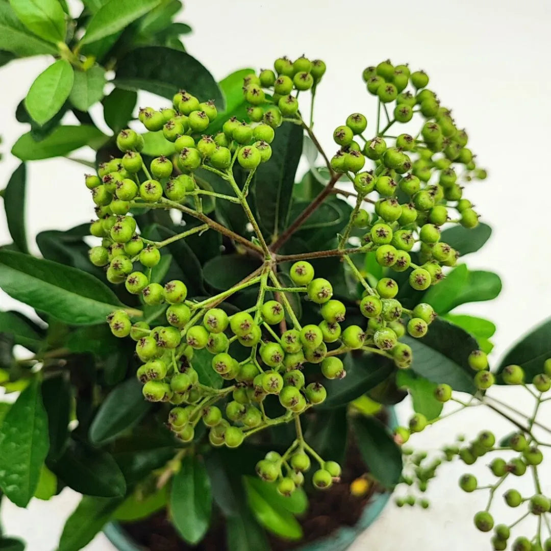 Primo piano dei frutti immaturi verdi del bonsai Pyracantha, disposti a grappolo