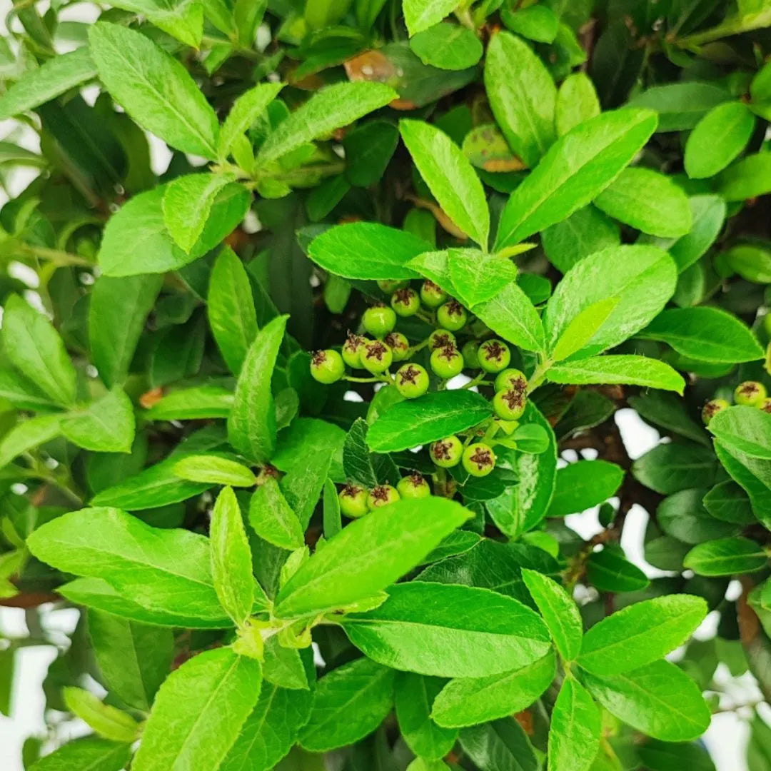 Frutti verdi acerbi tra foglie lanceolate di bonsai Pyracantha coccinea, pianta da interno decorativa

