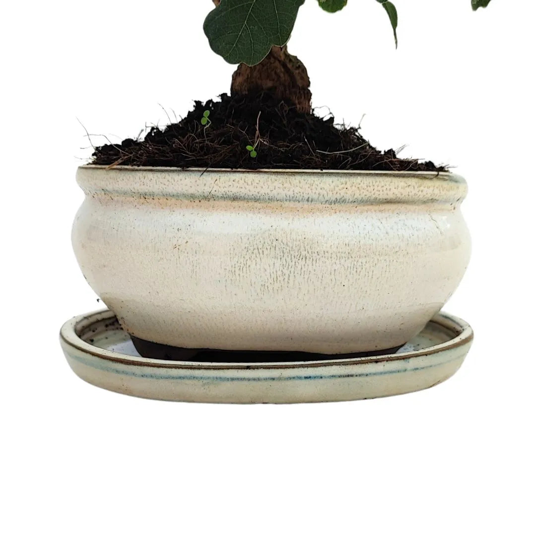  Primo piano del vaso smaltato chiaro che ospita il bonsai di Quercus faginea


