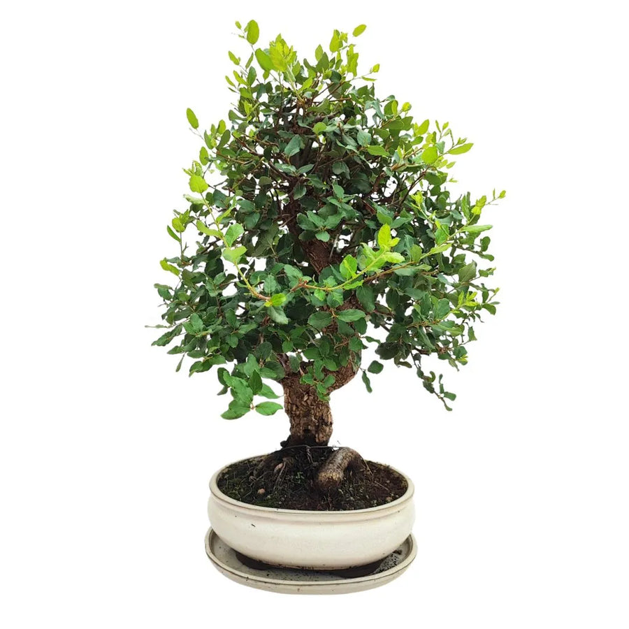 Primo piano del vaso chiaro smaltato contenente Bonsai Quercus Suber, tronco tortuoso e base con radici in evidenza
