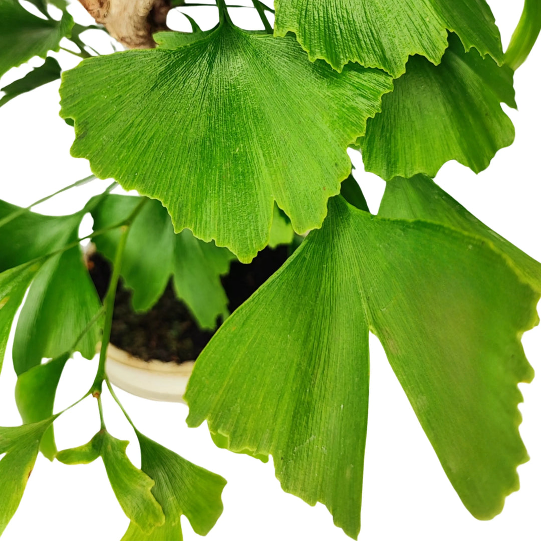Foglie a ventaglio di Ginkgo biloba bonsai, superficie liscia e margine ondulato di colore verde intenso


