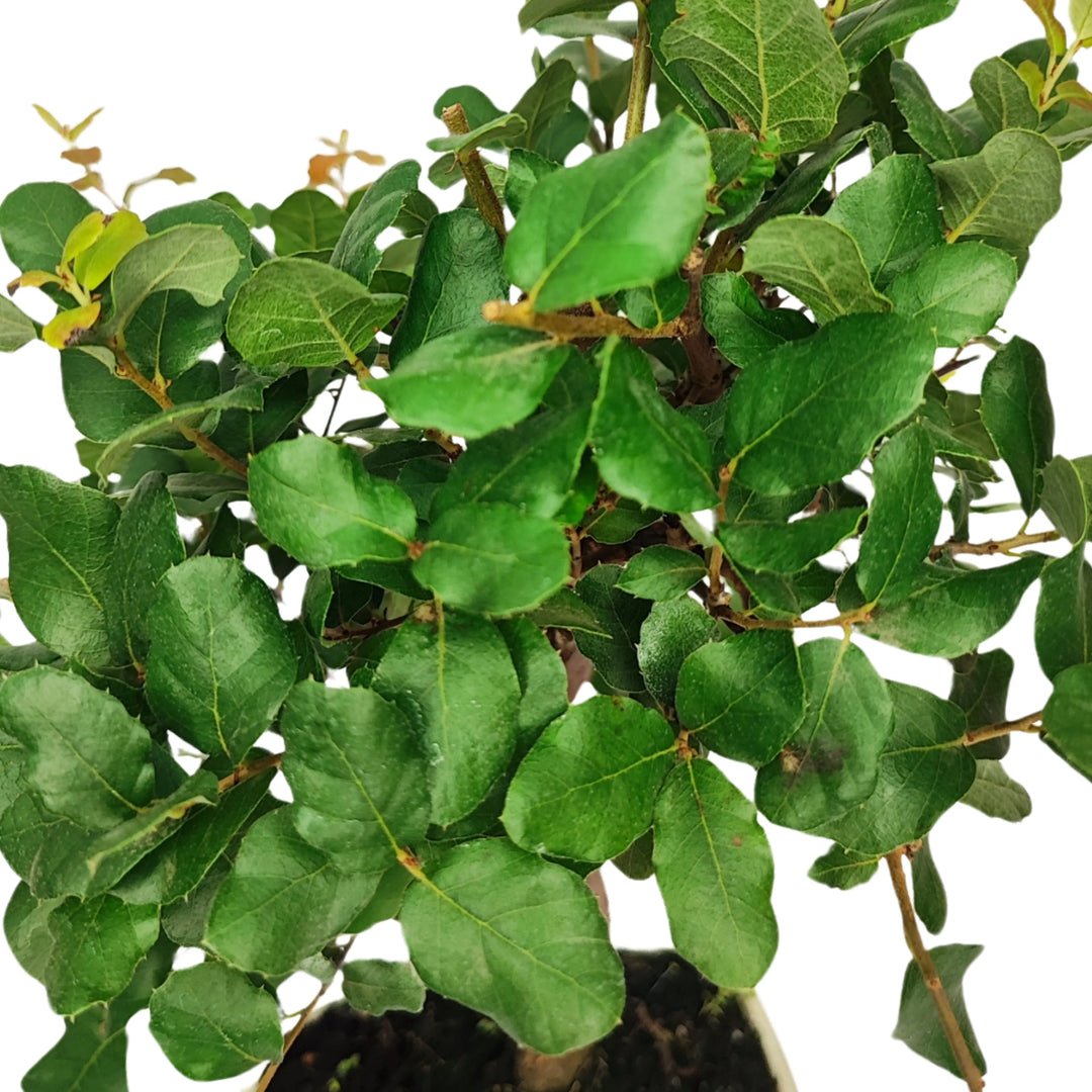 Foglie verdi coriacee di bonsai Quercus suber, dettaglio della chioma su sfondo chiaro