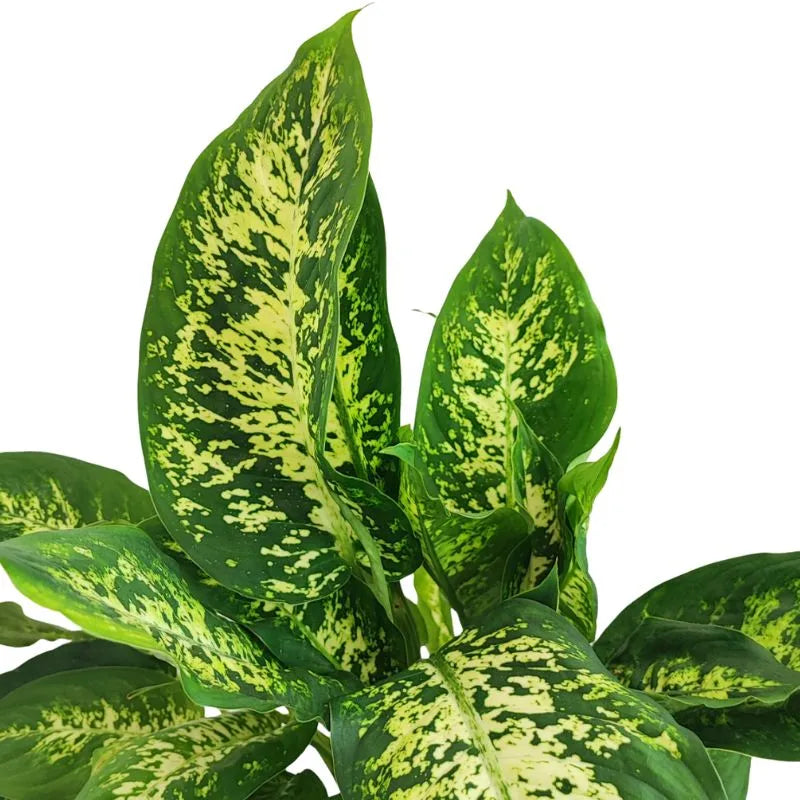 Dieffenbachia Compacta H.50