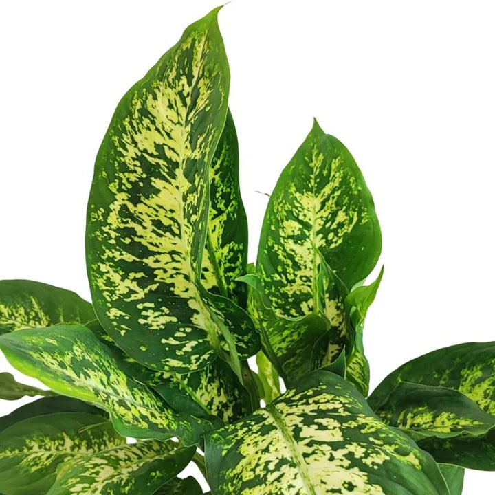 Dieffenbachia Compacta H.50