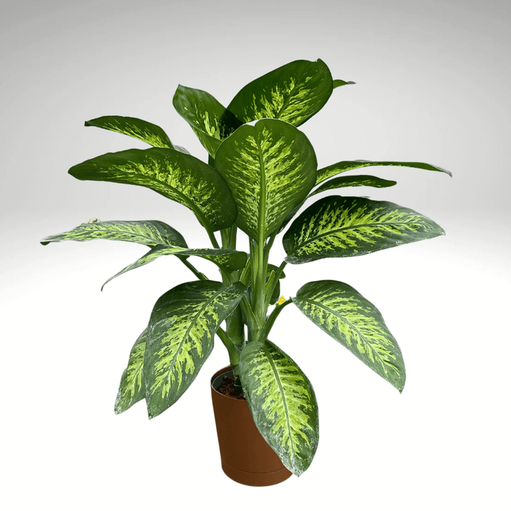 Dieffenbachia Tropic Snow