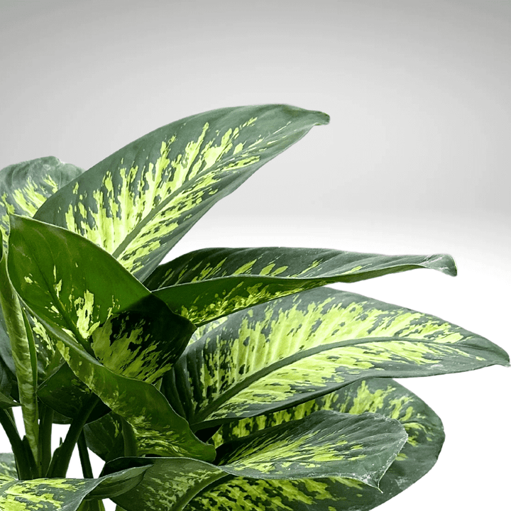 Dieffenbachia Tropic Snow