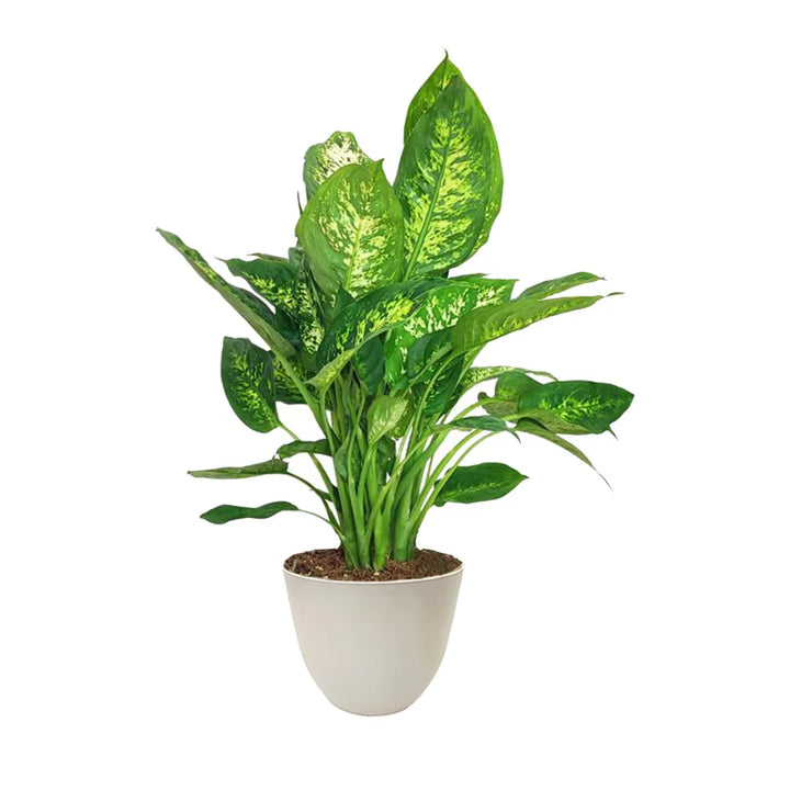 Dieffenbachia Compacta H.50