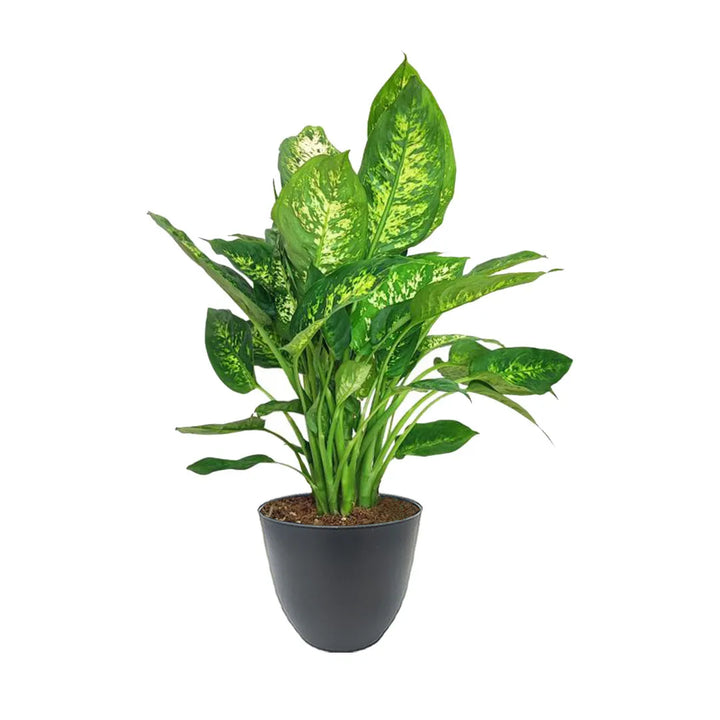 Dieffenbachia Compacta H.50
