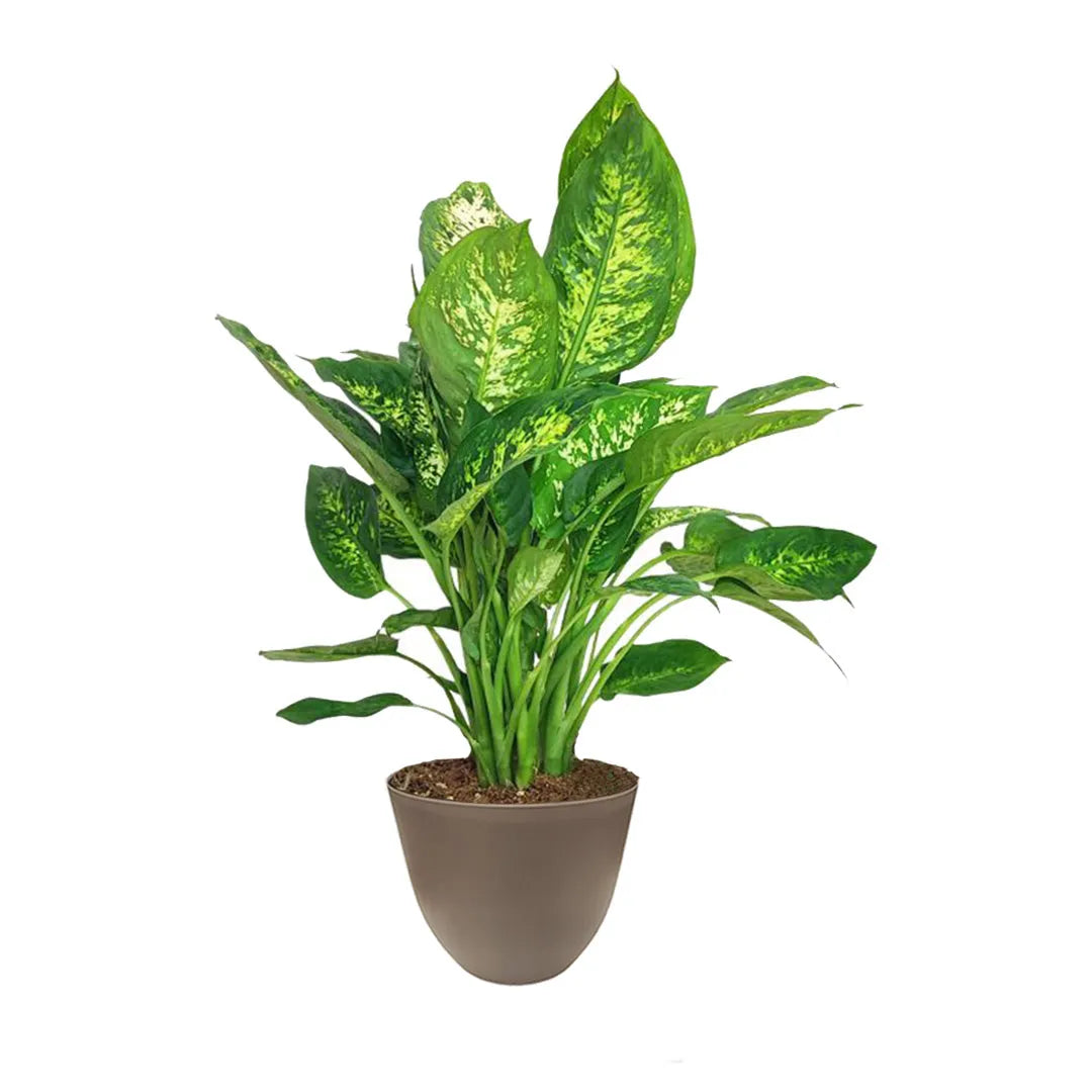 Dieffenbachia Compacta H.50