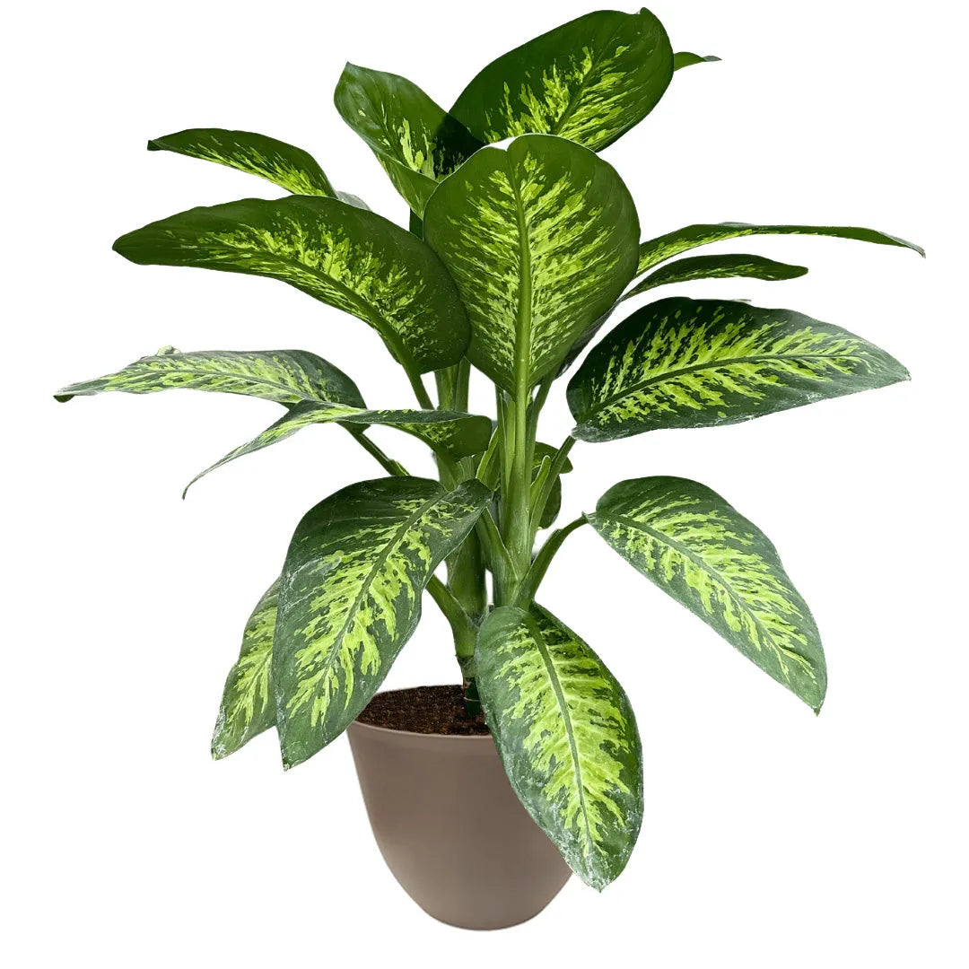 Pianta Dieffenbachia Tropic Snow con grandi foglie variegate in vaso tortora da 21 cm