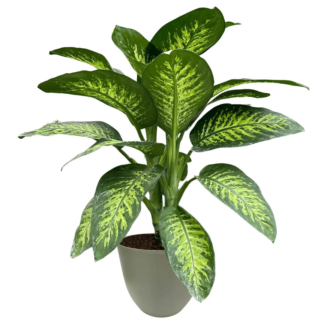 Pianta Dieffenbachia con foglie verde-crema in vaso verde, ideale per interni luminosi