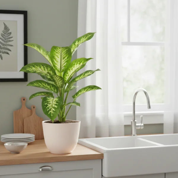 Dieffenbachia con foglie verde intenso e variegature giallo chiaro in vaso bianco, pianta da interno posizionata su piano cucina vicino al lavello.