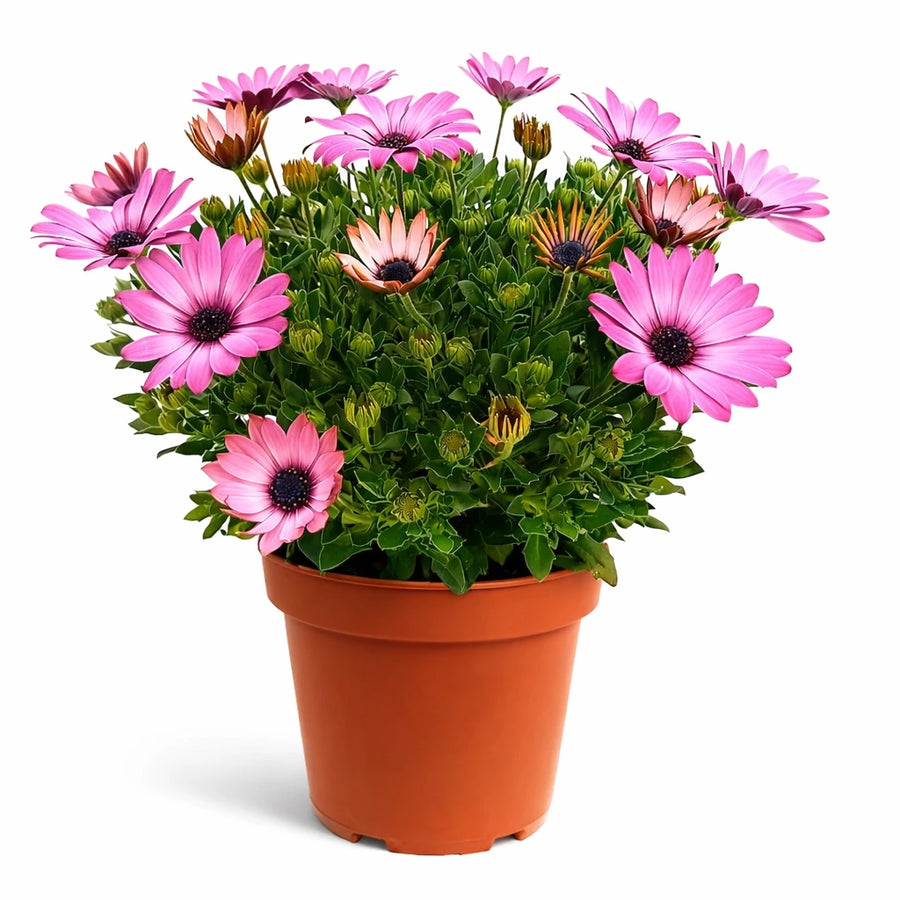 Dimorfoteca colori misti in vaso D.14 - primo piano di fiori vivaci e boccioli