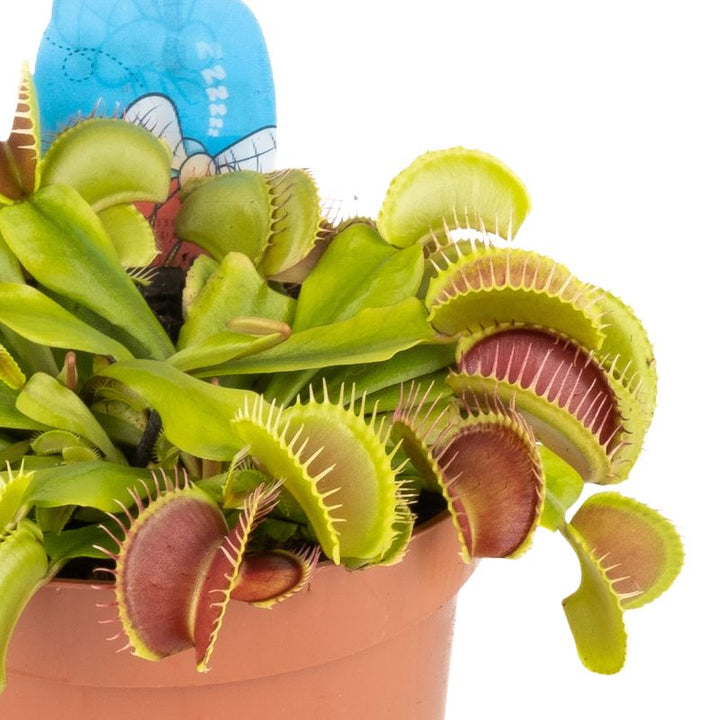 Dettaglio delle boche della pianta 