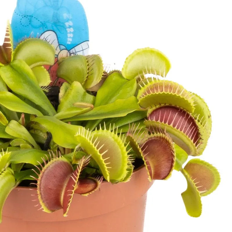 Dettaglio delle boche della pianta 