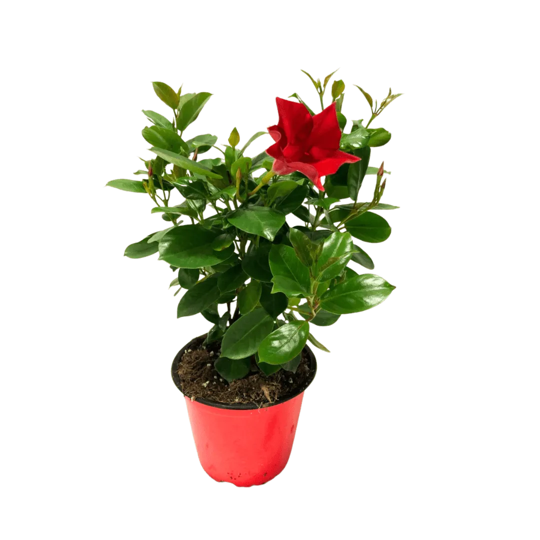Dipladenia fiorita - Pianta di Dipladenia rossa in vaso nero, con fiori a trombetta