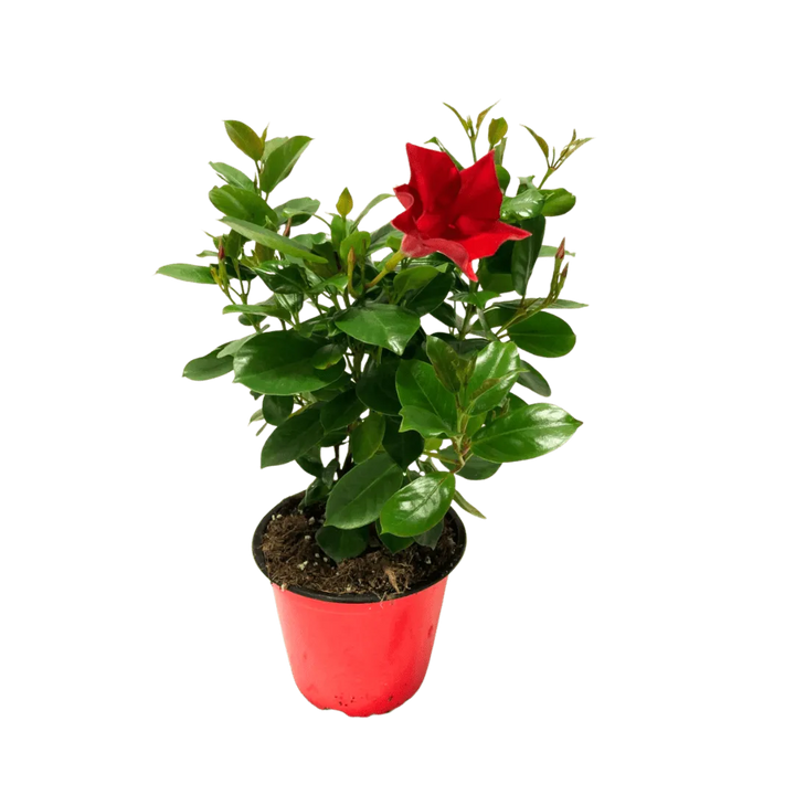 Dipladenia fiorita - Pianta di Dipladenia rossa in vaso nero, con fiori a trombetta