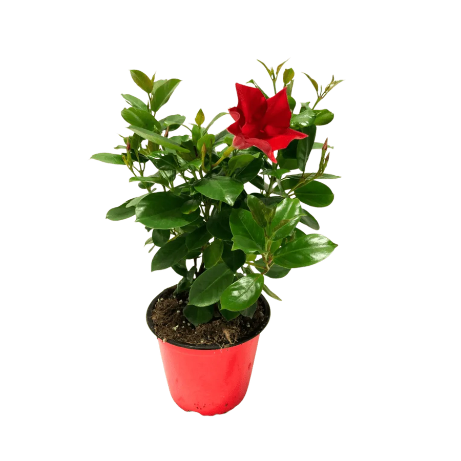 Dipladenia fiorita - Pianta di Dipladenia rossa in vaso nero, con fiori a trombetta