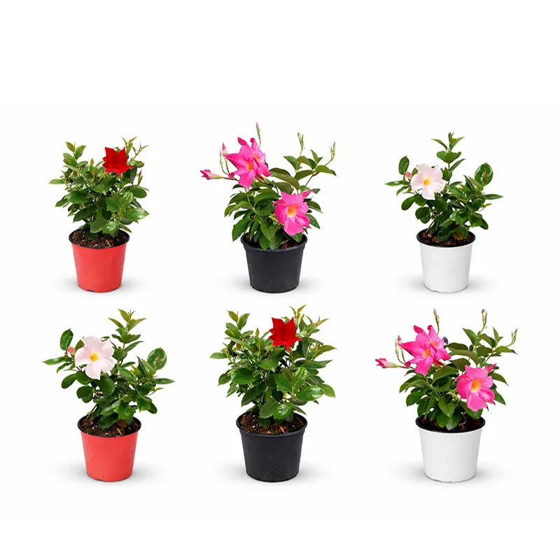 Dipladenia fiorita - Pianta di Dipladenia in vaso su un balcone soleggiato