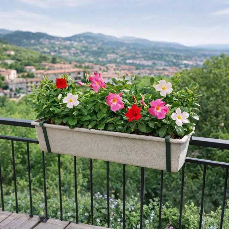 Dipladenia fiorita - Primo piano delle foglie verdi lucide e dei boccioli della Dipladenia