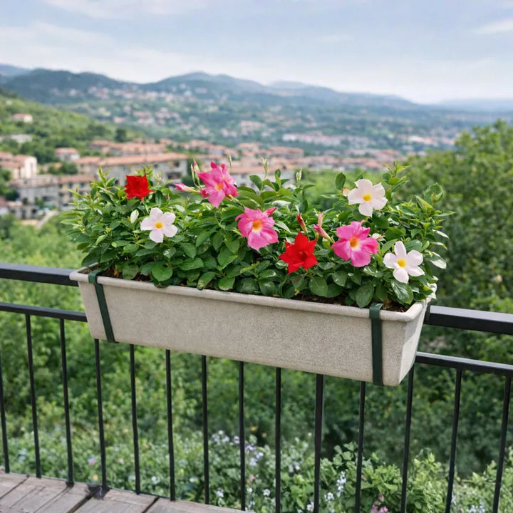 Dipladenia fiorita - Primo piano delle foglie verdi lucide e dei boccioli della Dipladenia